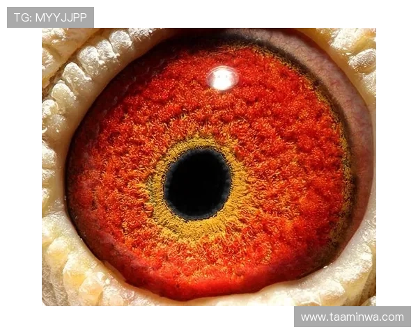 稳定的AG电游登录线路提升玩家体验，确保游戏过程顺畅无阻